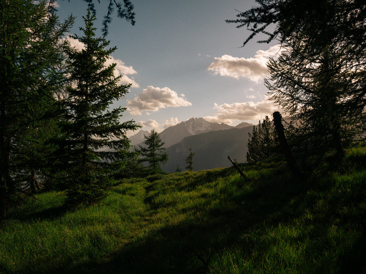 La lumière du soir traverse les mélèzes au Prabé.