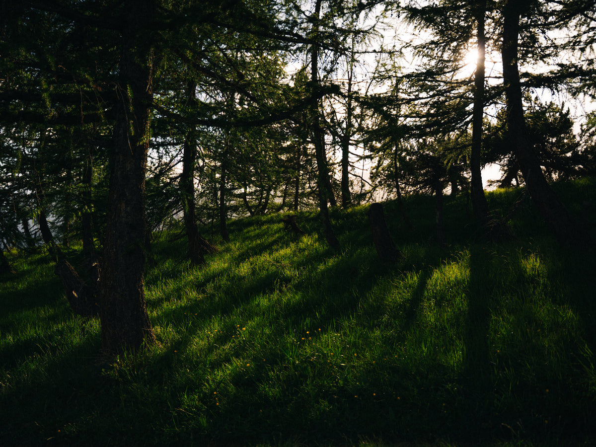 Sous-bois et herbe éclairés par le soleil.