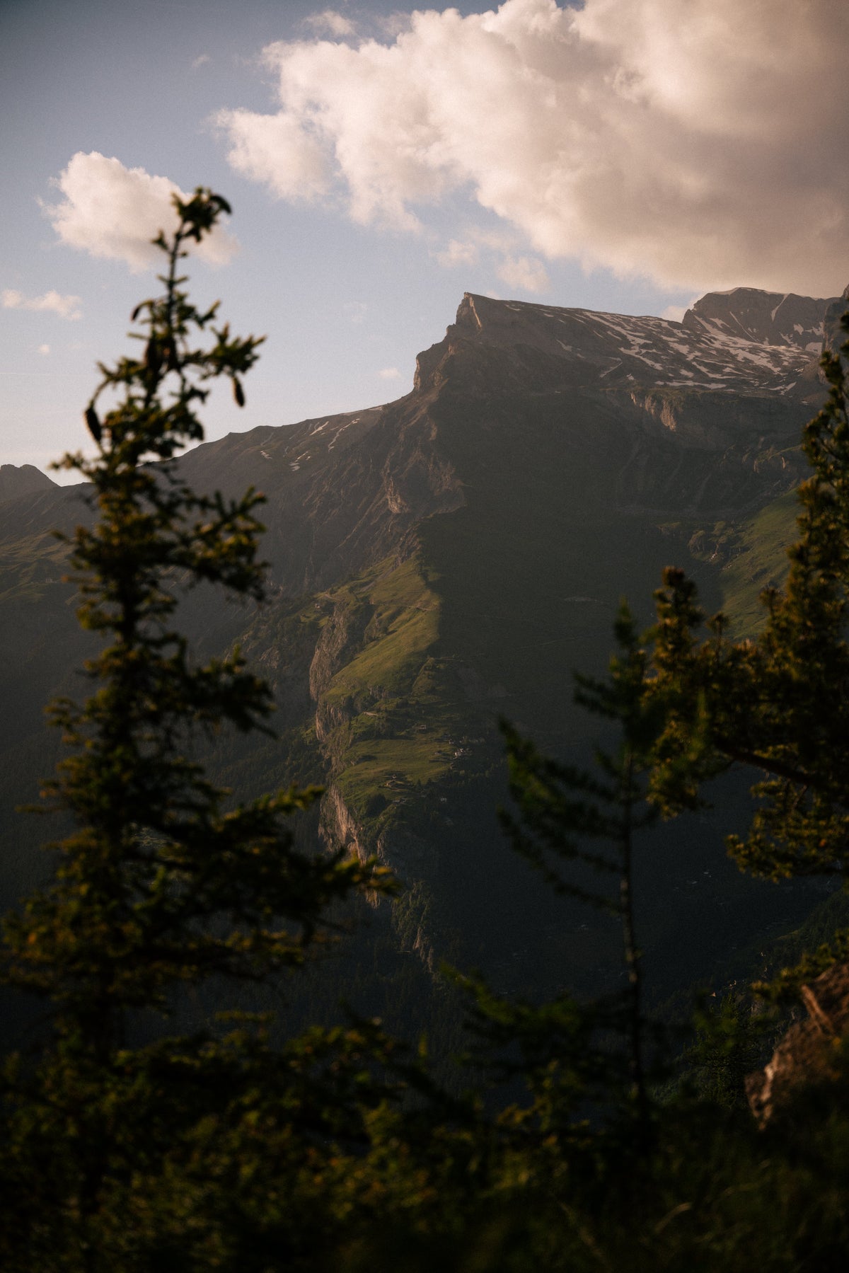 Un mélèze devant une paroi montagneuse.