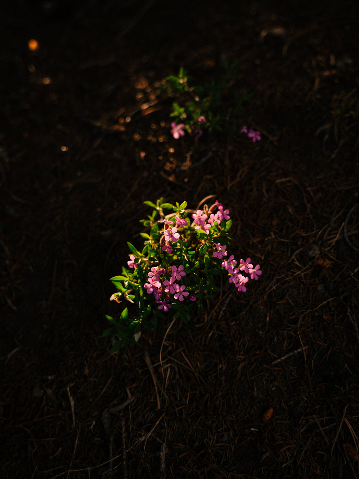 Des fleurs roses éclairées dans le sous-bois.