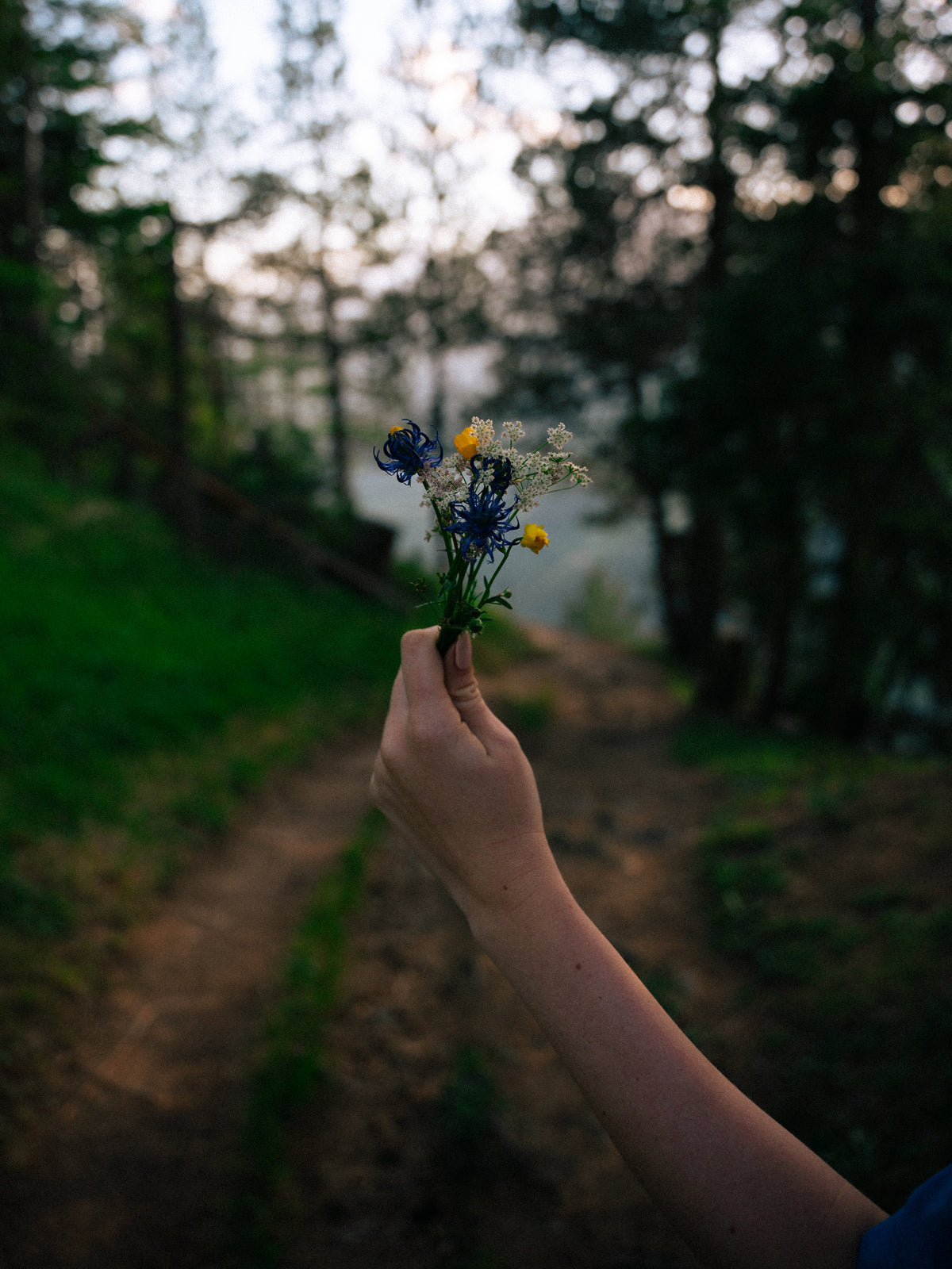 Une main tient de petites fleurs dans la forêt.