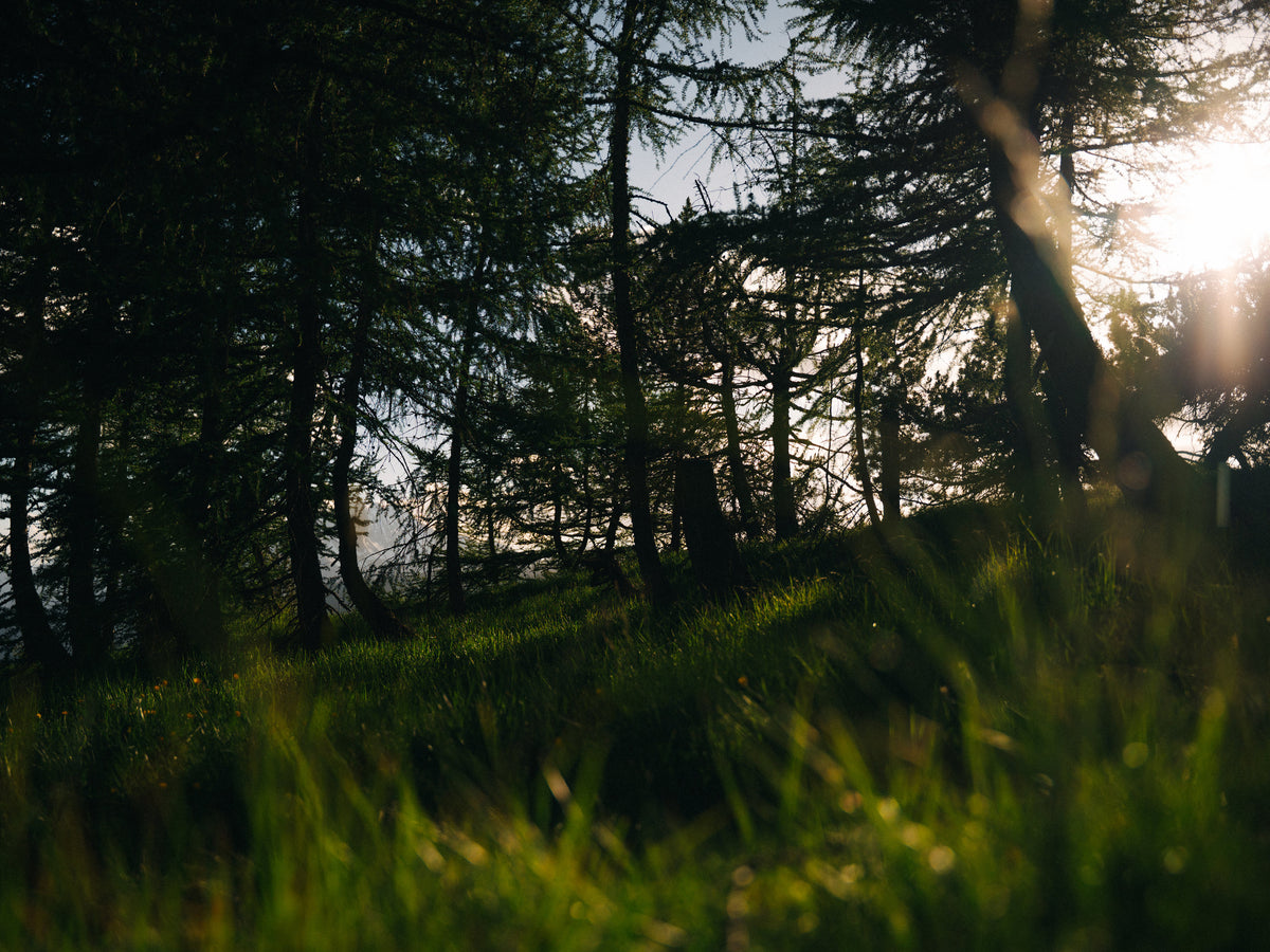 Le soleil perce entre les arbres.