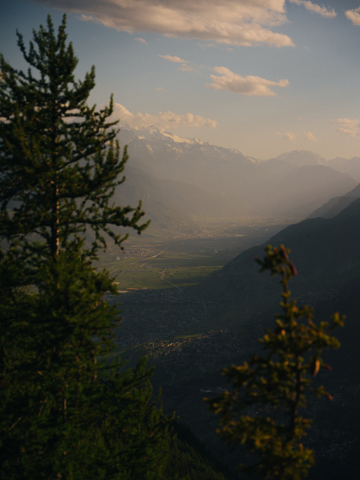 Un mélèze au-dessus de la vallée dans la lumière du soir.