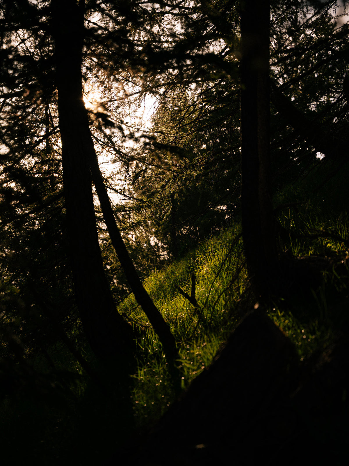 Le soleil traverse les branches en contre-jour.