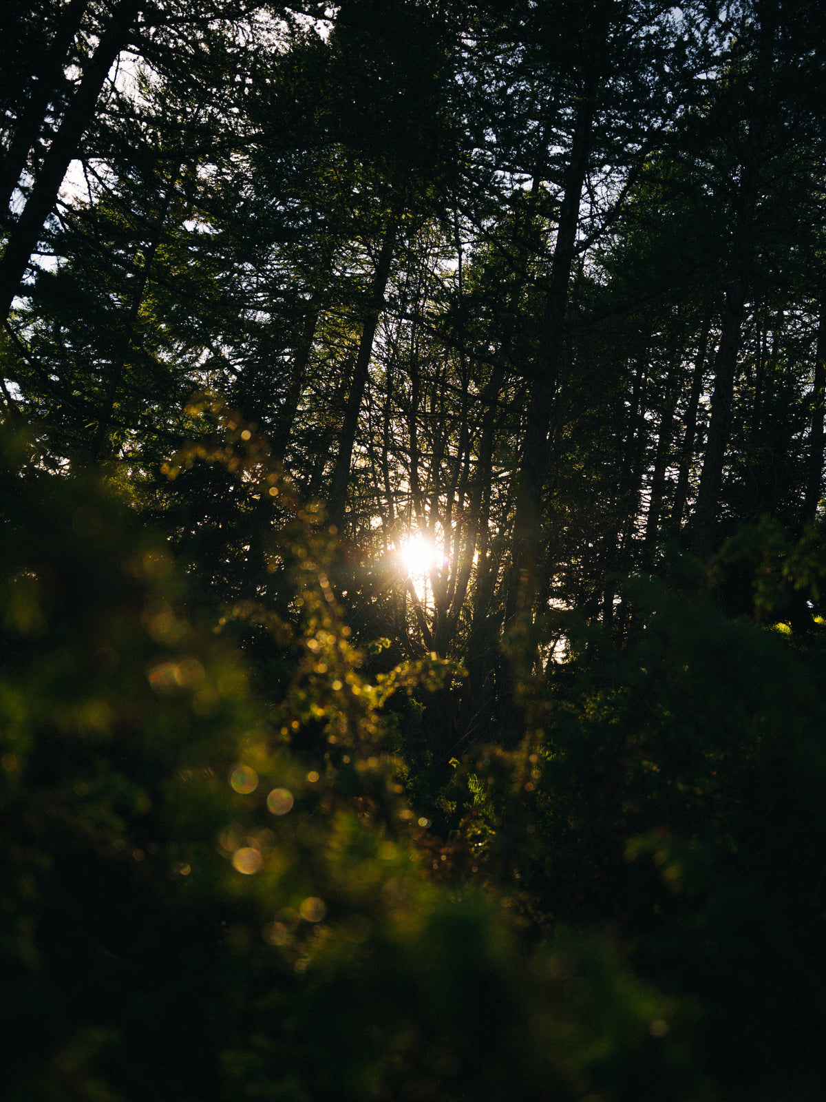 Un éclat de soleil entre les branches.