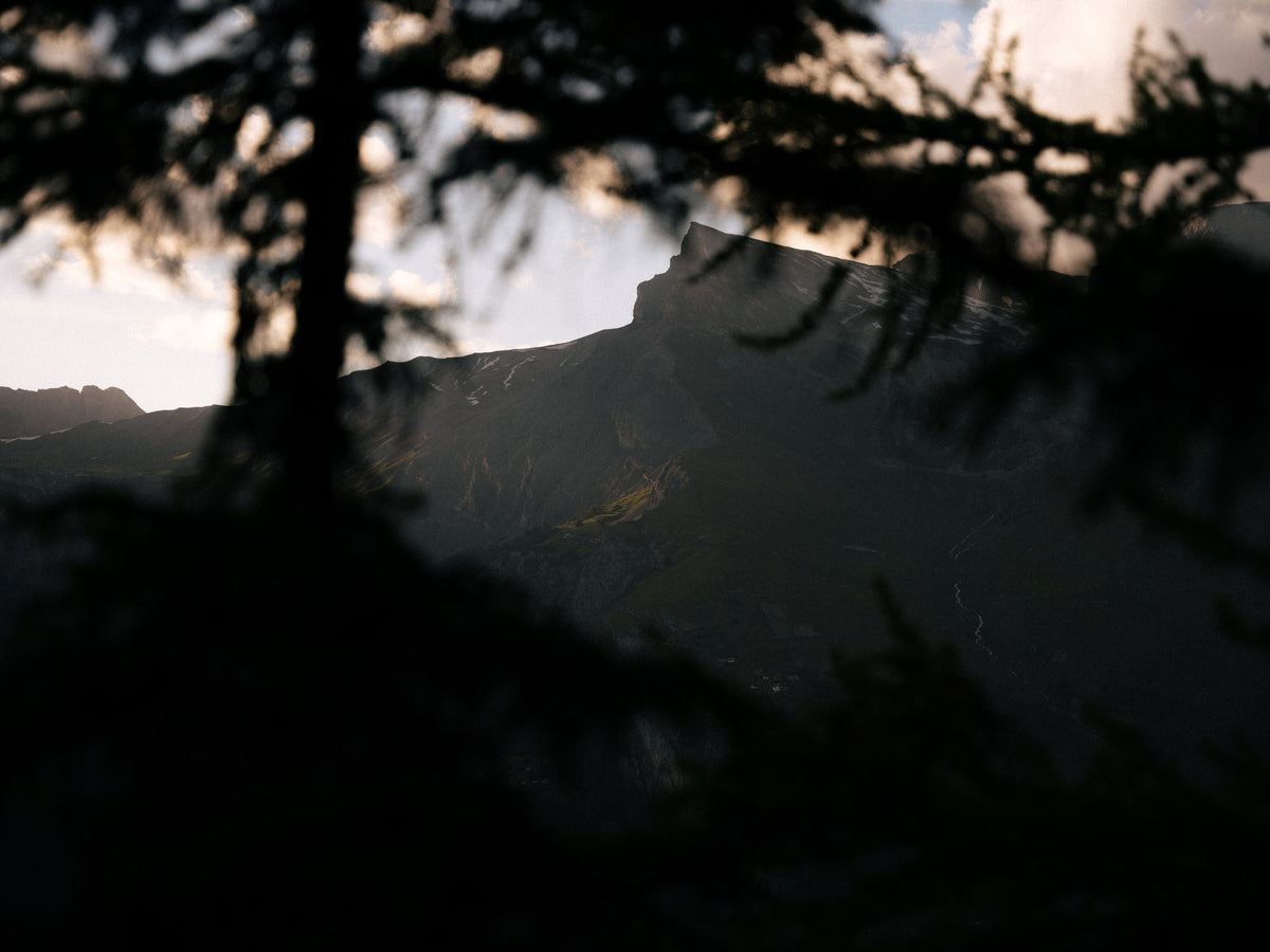 Les montagnes encadrées par des branches.