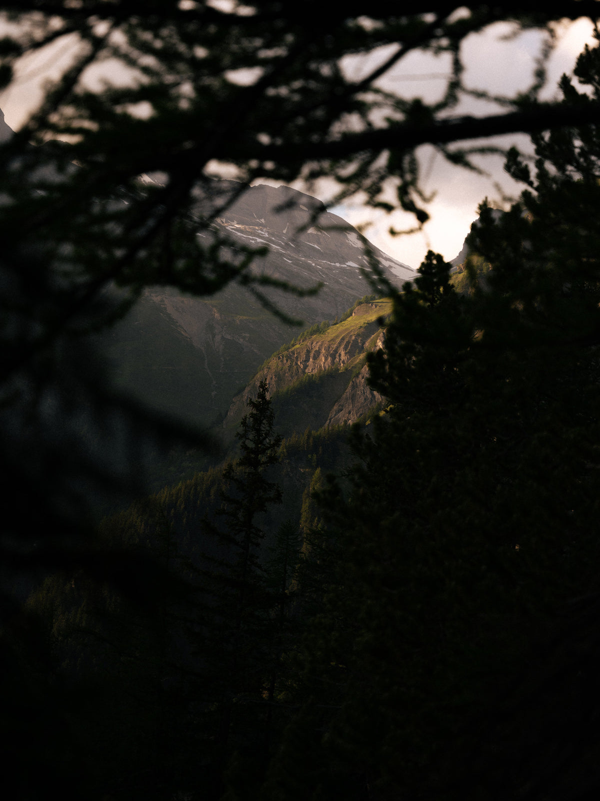 Vue sur le relief à travers les arbres.