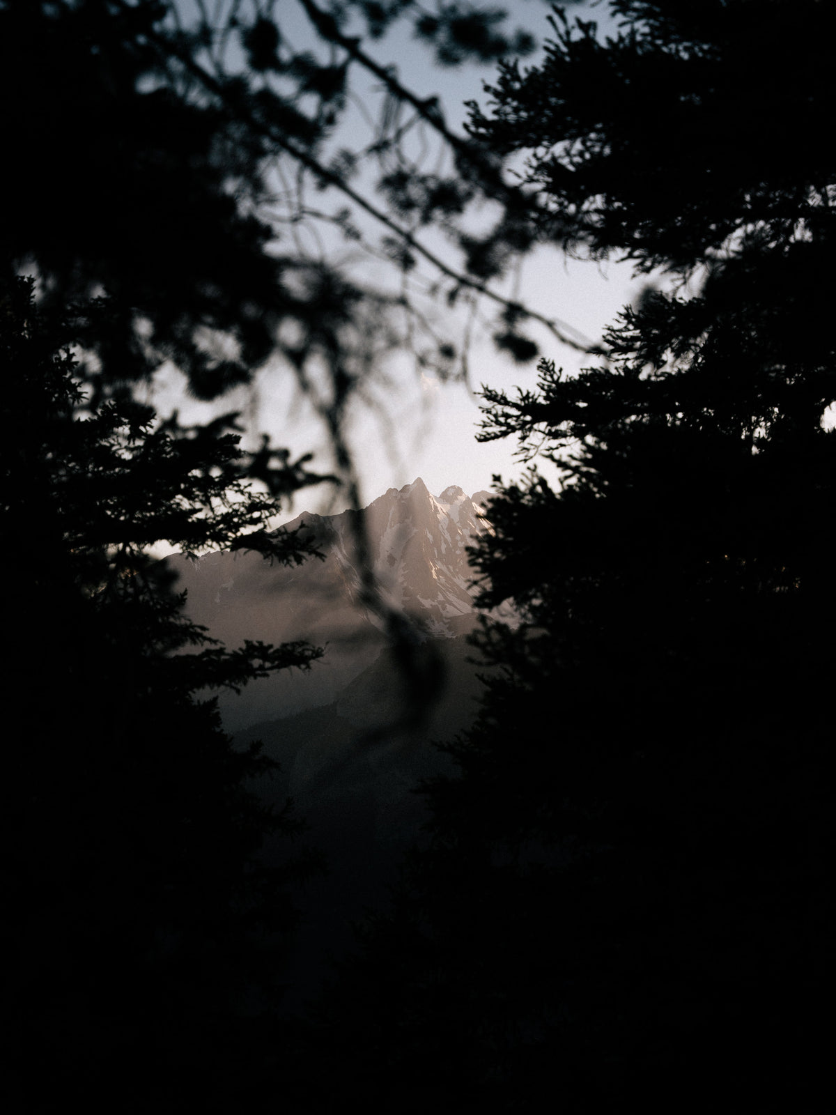 Les branches encadrent les montagnes dans l’ombre.